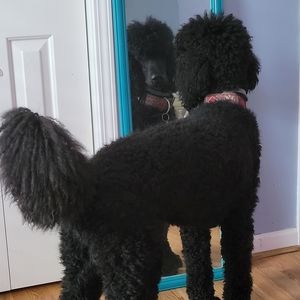 Meet your Posher, Ella-bleu